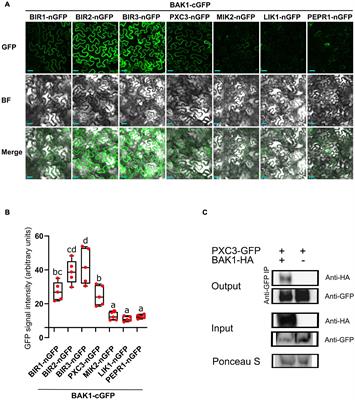 The Phloem Intercalated With Xylem-Correlated 3 Receptor-Like Kinase Constitutively Interacts With Brassinosteroid Insensitive 1-Associated Receptor Kinase 1 and Is Involved in Vascular Development in Arabidopsis